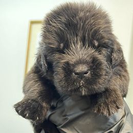 Newfoundland Puppies from Knallhart Kennels