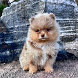 Aspen - Chocolate merle male Pomeranian puppy in Canandaigua, New York from Fingerlakes Pomeranians