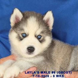 LAYLA'S MALE 6 - Gray and white male Siberian Husky puppy in Manilla, Iowa from Bruck's Siberian Huskies