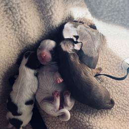 Yorkshire Terrier puppies from Thankuyorkies