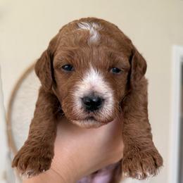 Charlie - Red  male Goldendoodle puppy in Sacramento, California from GoldenDoodle Love
