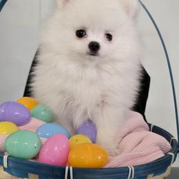 Lil Bit - White female Pomeranian puppy in Cornville, Arizona from Glacial Pomeranians