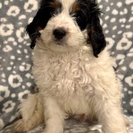 Milo - Tri-color male Bernedoodle puppy in Auburndale, Florida from Florida Mini Bernedoodles