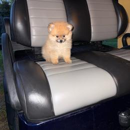 Aslan - Orange male Pomeranian puppy in Bonita Springs, Florida from 🤎 Dreaming Puppies 🐶