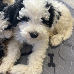 Bernedoodle Puppies from Doodles of Your Dreams (formerly Texana Doodles)