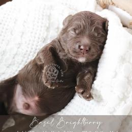 Basil - Brown male Cockapoo puppy in Savannah, Georgia from Vino and Vespa Doodles