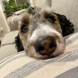 Poppy - Bernedoodle