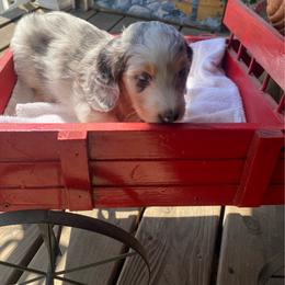 Paco Soft wired hair AKC - Dapple male Dachshund puppy in Elizabethtown, Kentucky from Teeny Tiny Puppy Tails