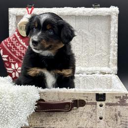 Legend - Black tri male Miniature Australian Shepherd puppy in Covington, Pennsylvania from Rigas Mini Aussies LLC