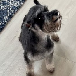 French Bulldogs and Miniature Schnauzers from TiKi's Kennel's