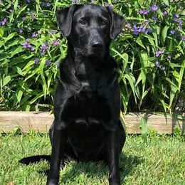 Pixie - Labrador Retriever