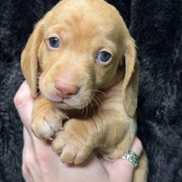 Boy 2 - Red Dachshund puppy in California from JnA Dachshunds