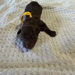 Yellow - Chocolate male Goldendoodle puppy in Arlington, Texas from Chambers Doodle Patch