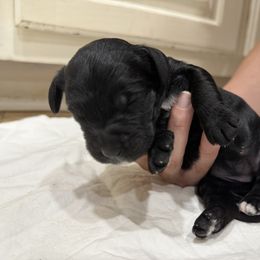 Springerdoodle Puppies from Georgia Springerdoodles