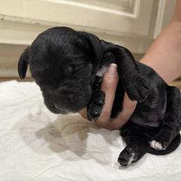 Springerdoodle Puppies from Georgia Springerdoodles