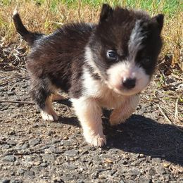 Phantom - Black tan and white male Siberian Husky puppy in Vale, North Carolina from Sirens Song Siberian Huskies