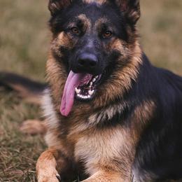 Atas vom Gannett - Black and red male German Shepherd puppy in Saint John, Washington from vom Gannett