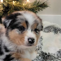Australian Shepherds from Rocky Ridge Australian Shepherds