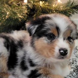 Australian Shepherds from Rocky Ridge Australian Shepherds