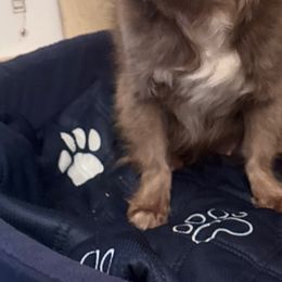 Cookie - Chihuahua