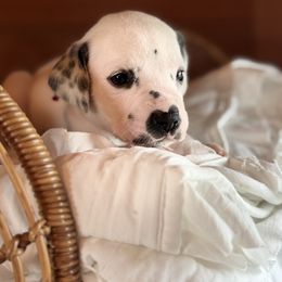 Female picking spot 2 - White and black female Dalmatian puppy in Hawkins, Texas from Snow Dalmatians