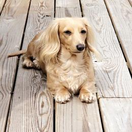 Mimi - Dachshund