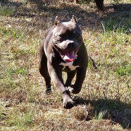 American Bully Puppies from Night Court Bullies