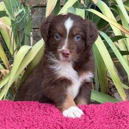 Rudy - Red tri-color male Australian Shepherd puppy in Harrah, Oklahoma from Kamm's Aussies