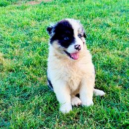 Spur - Blue merle male Australian Shepherd puppy in Mineral Wells, Texas from A6 Australian Shepards