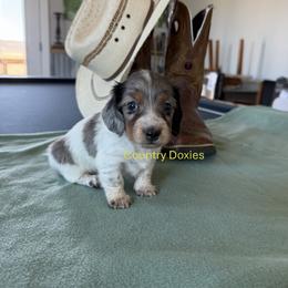 Pi boy - Dapple male Dachshund puppy in Cedar City, Utah from Country Doxies