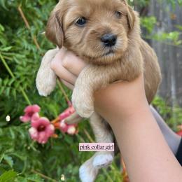 Pink collar girl - Apricot female Goldendoodle puppy in Fairfield, California from Twin Sisters Doodles