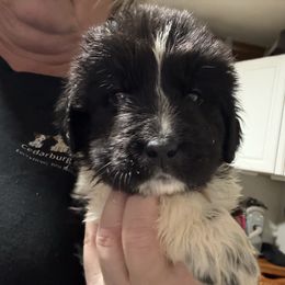 Girl 4 - White and black female Newfoundland puppy in Saukville, Wisconsin from Crossroads Canines ~ Brussels Griffon and Newfoundland Dogs