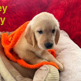 Golden Retriever Puppies from American True Golden retriever