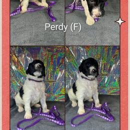 Perdy - Parti female Goldendoodle puppy in Water Valley, Mississippi from Olympian Doodles