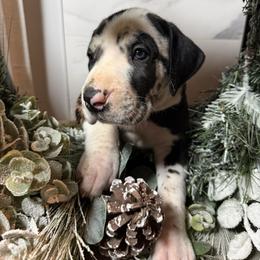 Zero - Harlequin male Great Dane puppy in Dundee, Michigan from Weslow AKC Danes