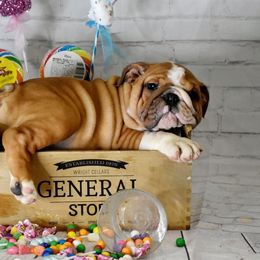 Bulldog Puppies from Dampier Bulldogs Mo