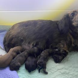 Shaded cream girl - Cream female Dachshund puppy in Wolf Lake, Indiana from Canisteo Dachshunds