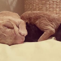 Goldendoodle Puppies from Little Doodle Love