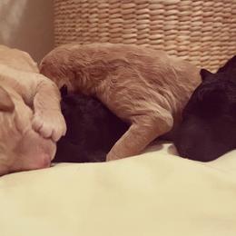 Goldendoodle Puppies from Little Doodle Love