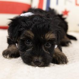 Heath - Phantom male Maltipoo puppy in Salt Lake City, Utah from My Doodle Puppy