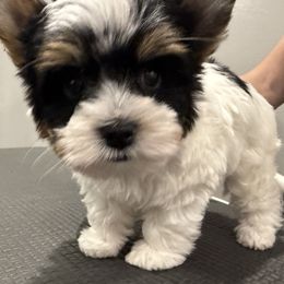 Biewer Terrier Puppies from Stone Mountain Dogs