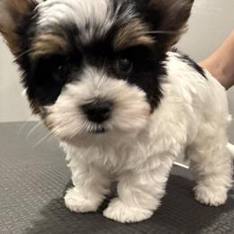 Biewer Terrier Puppies from Stone Mountain Dogs