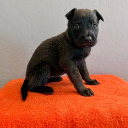 Leia (Mint) - Black sable female Belgian Malinois puppy in Buckeue, Arizona from Légende Vivante Du Chief Kennel