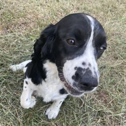 Maretta - English Springer Spaniel