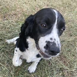 Maretta - English Springer Spaniel