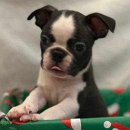 Hermey The Dentist - Black and white male Boston Terrier puppy in Star, North Carolina from Meatloaf's Boston