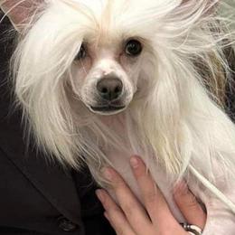 Cash (money) - Chinese Crested
