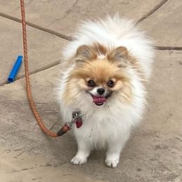 Daisy - Pomeranian