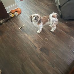 Tessa - Brindle Shih Tzu puppy in Lebanon, Tennessee from Jan’s Shihtzus