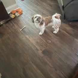 Tessa - Brindle Shih Tzu puppy in Lebanon, Tennessee from Jan’s Shihtzus